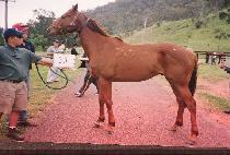 ��������Ÿ (CAJUN STAR) ����