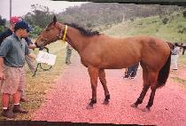 �ʸ���ũ�� (PILLIWINKS) ����