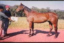 ��Ÿ�� (BETASEON) ����