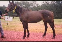 ������ (MOLLADY) ����