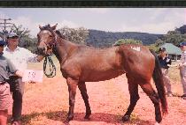 ��ī (ANCHAR) ����