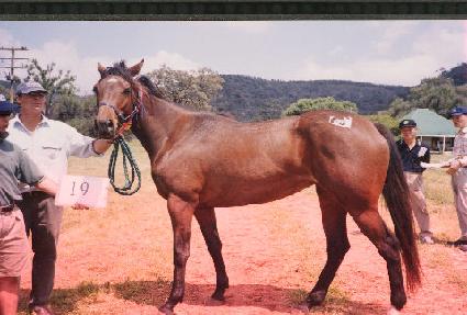 ��ī ����