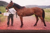 ĳ���Ǹ��� (CANOPY REEF) ����