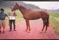 ���� (LEMON) ����