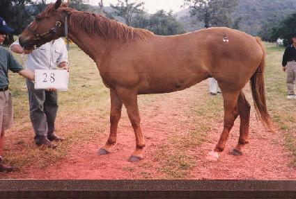 ǻ��Ÿ���״Ͼ� ����