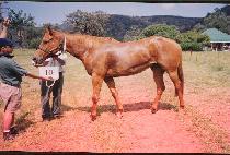 �ź� (SHINBI) ����