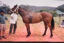 ���Ǿ�� (POPPI YONDER) ����