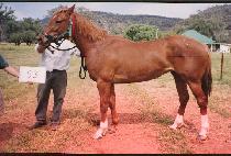 �޸���Ͻ� (DOLLY��S NIECE) ����