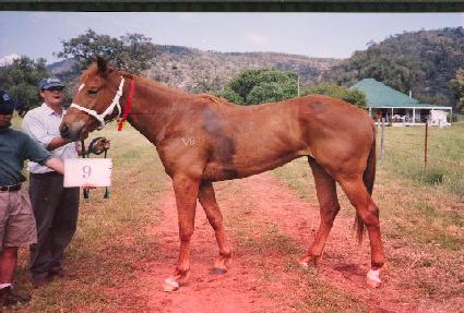 �÷����� ����