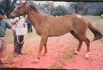 ����õ (KAMDONGCH��EON) ����