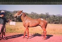 õ���� (CH��EONMAWANG) ����