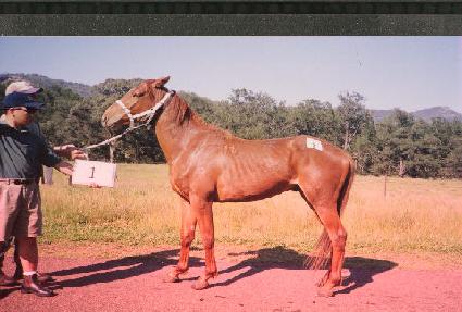 õ���� ����