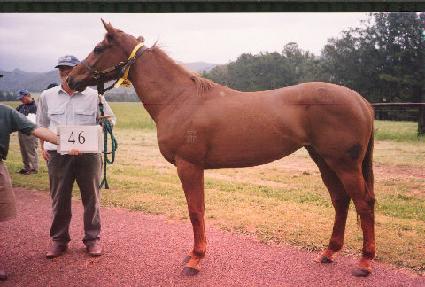 ���� ����