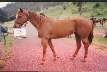 �������״��� (CHARDONNAY DANCER) ����