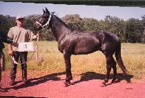 ���������� (APROPOS) ����