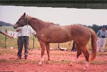 ī��Ʈ (COUNT) ����