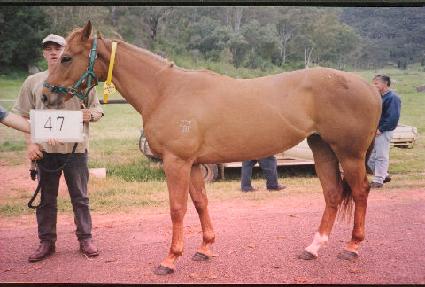 ���� ����