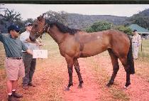 ������Ÿ��Ʋ (WESTERN TITLE) ����