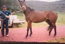 ī�絨�� (CASADELLA) ����