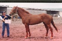 Ʈ��Ƽ (TRITTY) ����