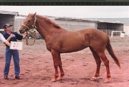 Ʈ��Ƽ ����