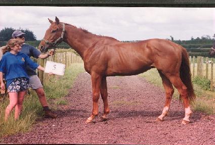 ���̵彺�� ����