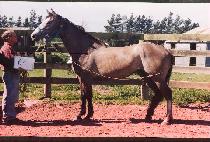 �ݵ� (KEUMDOL) ����