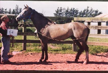 �ݵ� ����