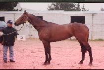 ���� (SHUFFLE) ����