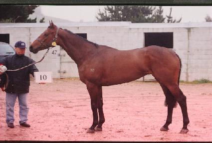 ���� ����