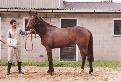 ������ ����