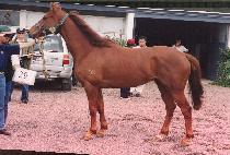 �ݷδϾ�� (COLONIAL MAN) ����