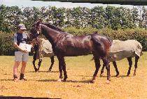 ����ȭ (MYEONGMUNHWA) ����