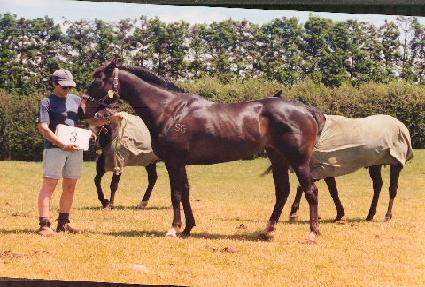 ����ȭ ����