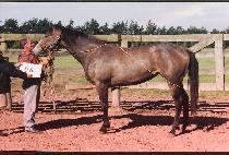 Ȳ�ݸ� (HWANGGEUM MORAE) ����