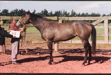 Ȳ�ݸ� ����