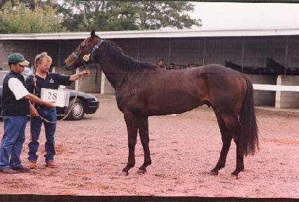 ���� ����