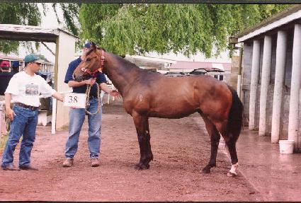 ������ ����