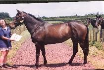 ũ�ν�Ƽ�� (CROSSTITCH) ����