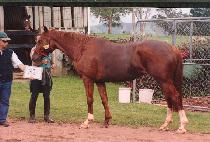 �𽺹� (MOSSBACK) ����