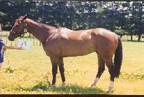 �μ���Ƽ�� (INSENSITIVE) ����