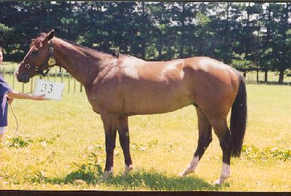 �μ���Ƽ�� ����