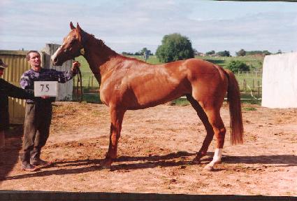 ���Ÿ� ����