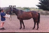 ��Ƽ�������� (CITY SCAPE) ����