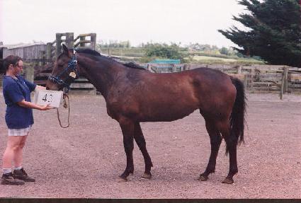 ��Ƽ�������� ����