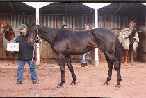 ��� (HUB) ����