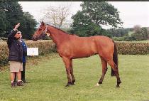 ����Ʈ (HEAD MOST) ����