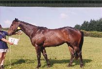 �׶� (TERA) ����