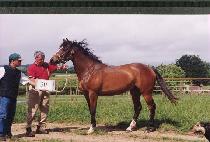 �Ƶ��� (ADENE) ����