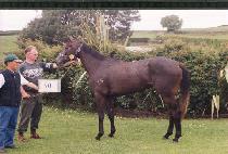 ��Ϸ��� (TONY LAND) ����